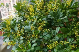 米兰夏季是花期，谨记“4不”，持续开花不停歇，清香怡人图片