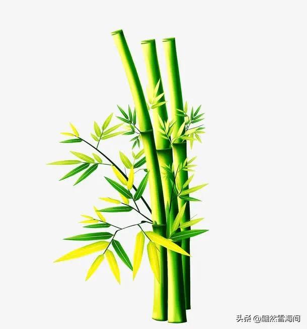 20句写竹的诗词：四季青翠，傲骨凌霜，读后感触颇深