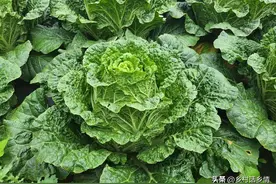 学会自配六种高效叶面肥，喷啥啥增产，一般人都不会告诉你图片