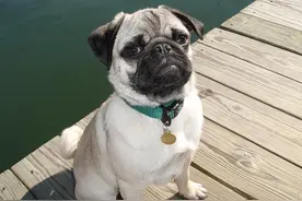 长相如花似玉，却输在“熏死人”的6种狗，不敢养图片