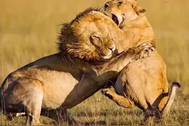 雄狮当上狮王后会咬死幼狮，为何雌狮不阻止，反而与之交配？图片