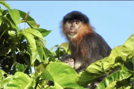 国外一怪异"神秘猴子"，引发学者集体担忧：罕见"跨属杂交"产物图片