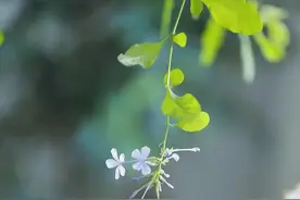 散文：时光不语，寂静美好图片