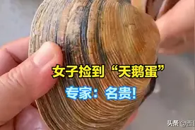 赚大了！山东烟台一女子捡到“天鹅蛋”，专家：属名贵海产很罕见图片