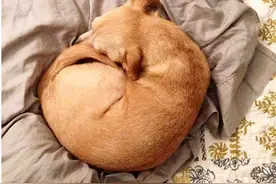 狗狗幸不幸福？从它的睡姿就能轻松看出，你还看不懂吗？图片