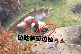 时隔二十年，丫丫终于吃到了笋笋，她竟然还去喊乐乐一起来吃！！图片