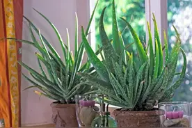 芦荟什么季节，如何换盆图片