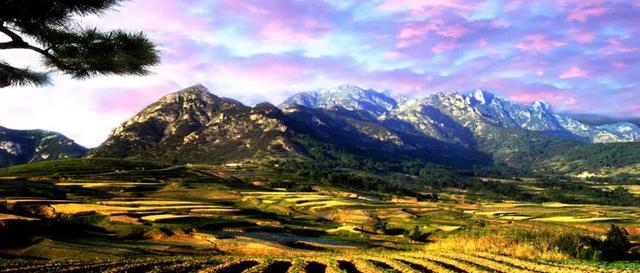 “龙”游诸城，诸事皆成