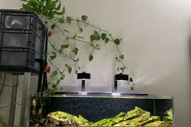 有人说：“1盆绿萝7个鬼”，这里面有啥说法？在家里养绿萝合适吗图片