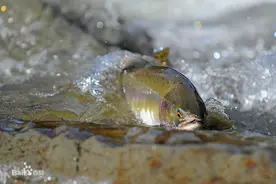 用马哈鱼冒充三文鱼？别闹了，你真的了解大马哈鱼吗？图片