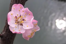 158.此生天命更何疑，初雨洗出碧罗天图片