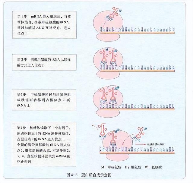 高中生物-基因的本质与表达