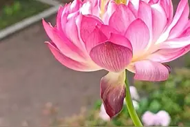 虫鸣蛙鸣蝉鸣图片