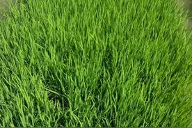 云南的水稻真的种在山上吗？亩产怎么样？图片