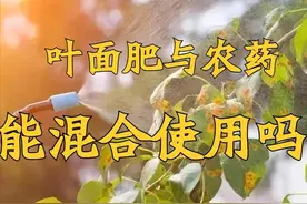 叶面肥能否与农药混合使用？能，但有原则，不然肥害、药害同时有图片