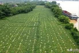 又粉又甜！桂平木圭600多亩南瓜上市图片
