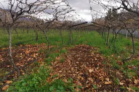 农业灌溉中，如何区分滴灌带以及滴灌管？农事上应如何选用？图片