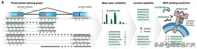 研究肿瘤必须知道的十一类肿瘤抗原