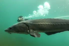 济南砚池又见神秘大鱼！体长估计超过2米，最有可能是什么鱼？图片