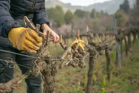 葡萄要挂满枝，剪枝是关键，如何高效修剪？冬剪好，还是夏剪好？图片