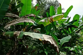 生物技术打响香蕉保卫战图片