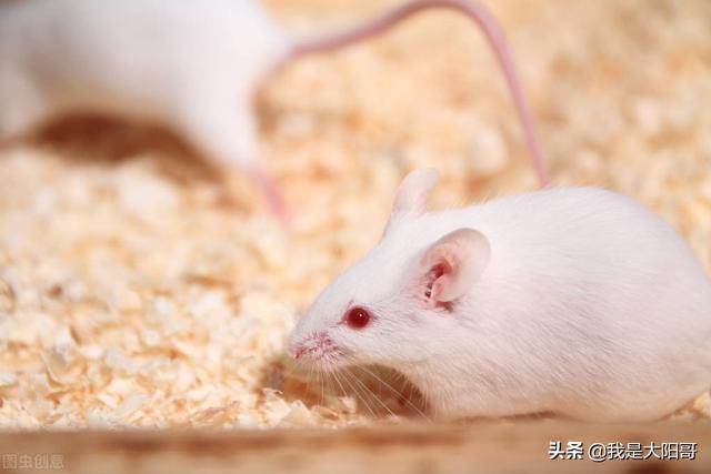 试药是做“小白鼠”吗？安全吗？可怕吗？去医院才发现“美滋滋”
