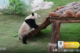 “象”约卡塔尔Vlog④丨“驻外”大熊猫见到中国老乡后，兴奋地爬上树打招呼图片