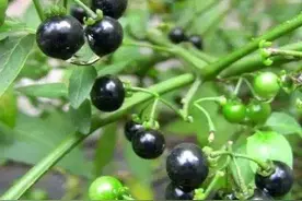 乡村散文：嫂子（下）图片