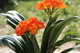 6种“旺家花”，不晒太阳也开花，客厅一放，日子顺顺当当图片