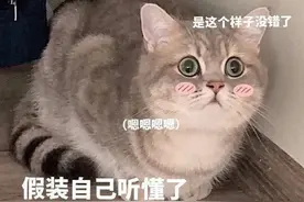 猫咪表情包：别问我吃什么，这顿就吃你画的大饼图片