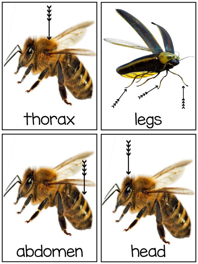 С��ѧ��̽��ϵ��֮�������׻�زİ�