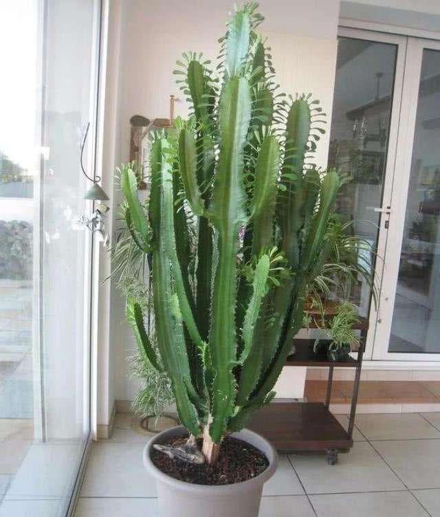 什么花出胶 2025年请问什么花