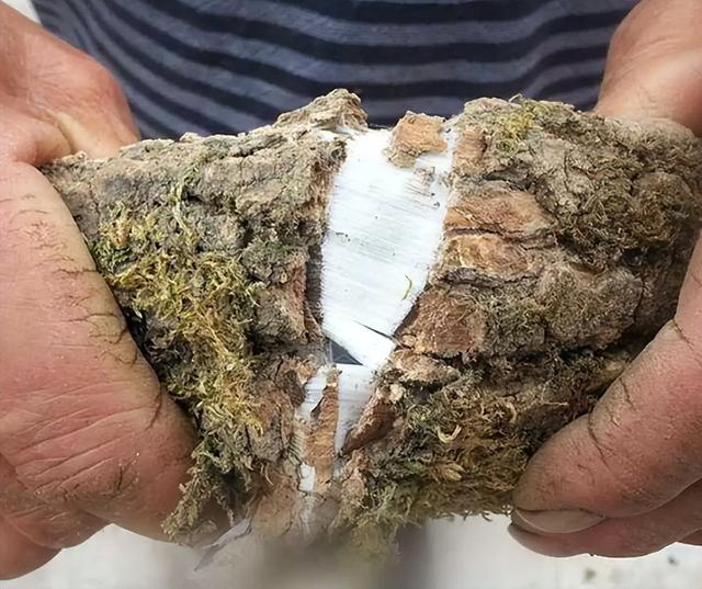 树皮含"银丝"的杜仲树,农民种它就为了树皮,剥皮后还能活吗?