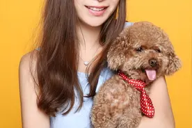 泰迪犬认不认主，看这几个地方就行图片