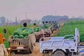 西瓜大量上市，瓜农卖不上价格，西瓜零售价格居高不下，为什么？图片