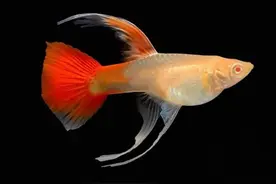 孔雀鱼鱼苗期什么是真正饱和投喂，能做到吗图片