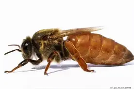 养蜂人把多余蜂王寄存在有王群中，无意间发现介王新法，便捷安全图片