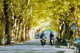 超浪漫！温江这条梧桐大道定格秋季最美画面图片