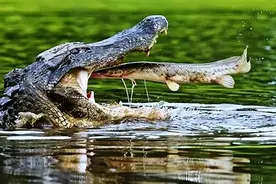 美国猎人猎杀一条巨鳄，开膛破肚发现一堆遗物，解开24年前失踪案图片