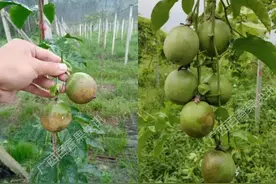 种果须知：这些常用农药可以防治果园大部分病虫害图片