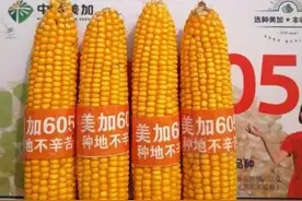 这几个高产玉米新品种您知道吗？来看看吧图片