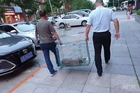 滨城频现狗獾！大连多小区被野生动物“安家落户”图片