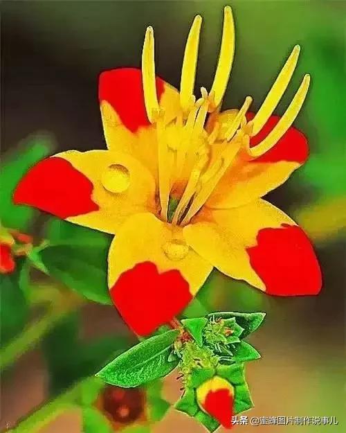 壁纸美图，五颜六色的鲜花，赏心悦目，美醉了