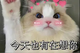 一组情侣聊天实用的表情包图片