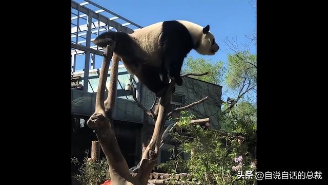 熊猫：真实存在的上古恐惧，为什么只有人类觉得大熊猫很可爱？