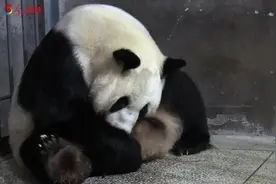 萌化了！秦岭大熊猫“秦秦”产下龙凤胎图片