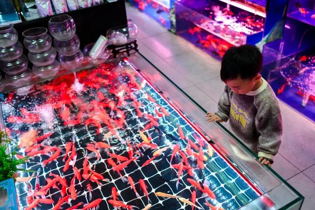 西安这个曾经全国最大的毛巾厂,现在竟搞起了花鸟鱼市的生意