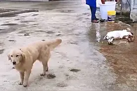 狗狗亲眼目睹主人家宰羊，之后被吓的连连后退，不敢进门也不让摸图片