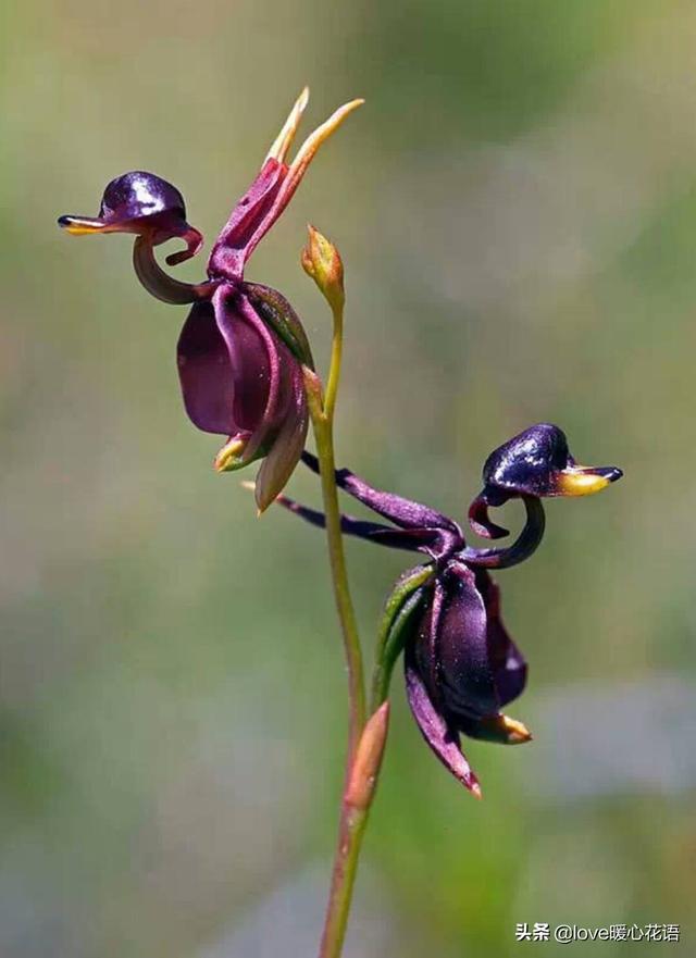 世界上最神奇的30种植物,美丽而怪异,超出你的想象