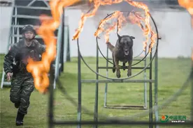 酷！高清大图直击军犬训练现场图片